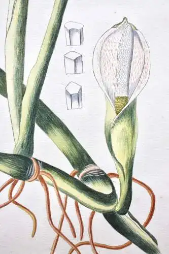 "Arum tripartitum", Aquarell nach Jacquin "Plantarum rariorum Horti Caesarei"