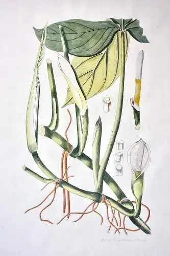 "Arum tripartitum", Aquarell nach Jacquin "Plantarum rariorum Horti Caesarei"