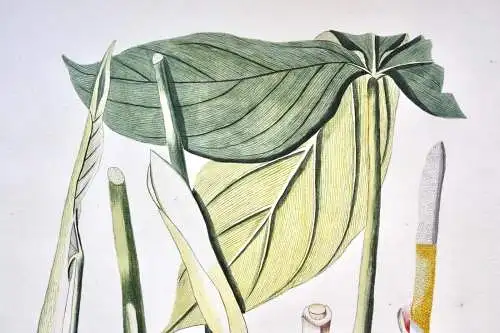 "Arum tripartitum", Aquarell nach Jacquin "Plantarum rariorum Horti Caesarei"