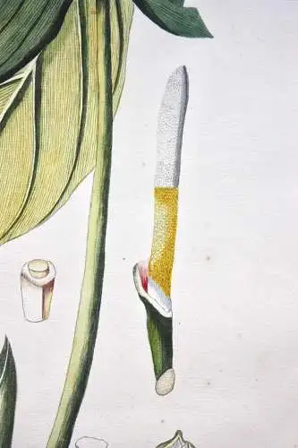 "Arum tripartitum", Aquarell nach Jacquin "Plantarum rariorum Horti Caesarei"
