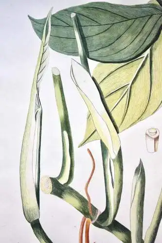 "Arum tripartitum", Aquarell nach Jacquin "Plantarum rariorum Horti Caesarei"