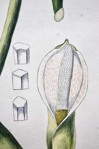 "Arum tripartitum", Aquarell nach Jacquin "Plantarum rariorum Horti Caesarei"