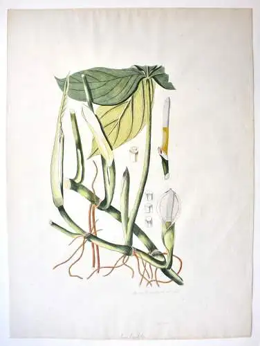 "Arum tripartitum", Aquarell nach Jacquin "Plantarum rariorum Horti Caesarei"
