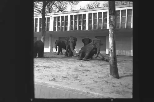 Vintage Negativ Foto 11x Zoo Tiere Elefanten Deutschland  '60s