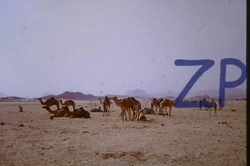 Vintage Dia Slide 35mm Algeria Tamanrasset  Camels 1960/70s