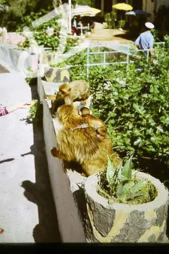 Vintage Dia Slide 35mm Algeria Baby Macaque Monkey on its Mother's back  60/70s