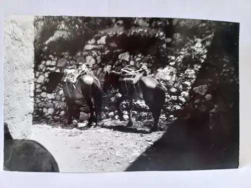 Vintage Foto B&W Maulesel in Mostar  1965 14x9cm