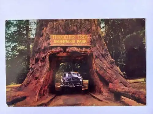 AK Postcard CPA Redwood Highway, California - Chandelier Drive Thru Tree