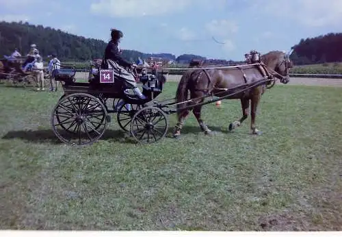 Vintage Negativ Foto 16x  Pferdeshow in der Schweiz   '70s 13/K3/1-16