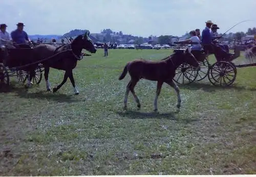Vintage Negativ Foto 21x  Pferdeshow, Pussta - Ungarn /?/  '70s 13/K3/1/19-36 -2