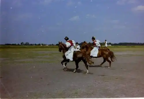 Vintage Negativ Foto 21x  Pferdeshow, Pussta - Ungarn /?/  '70s 13/K3/1/19-36 -2