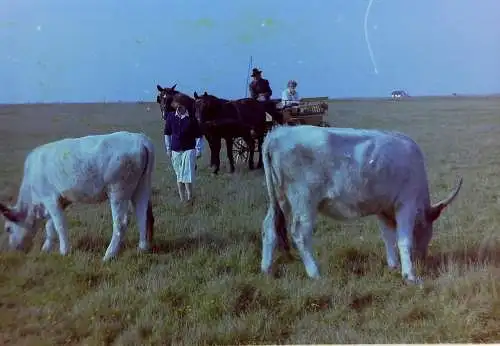Vintage Negativ Foto 21x  Pferdeshow, Pussta - Ungarn /?/  '70s 13/K3/1/19-36 -2