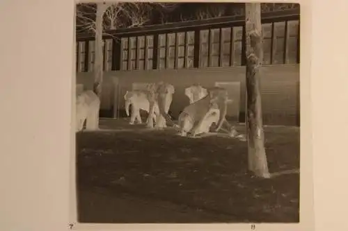 Vintage Negativ Foto 11x Zoo Tiere Elefanten Deutschland  '60s