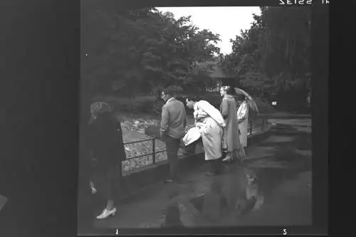 Vintage Negativ Foto 11x Zoo Tiere Elefanten Deutschland  '60s