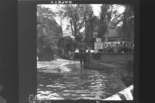 Vintage Negativ Foto 11x Zoo Tiere Elefanten Deutschland  '60s