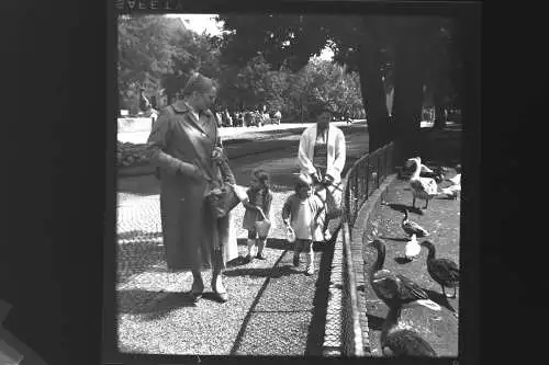 Vintage Negativ Foto 11x Zoo Tiere Elefanten Deutschland  '60s