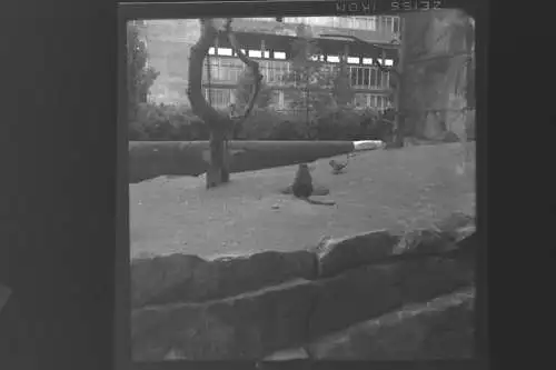 Vintage Negativ Foto 11x Zoo Tiere Elefanten Deutschland  '60s