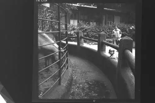 Vintage Negativ Foto 11x Zoo Tiere Elefanten Deutschland  '60s