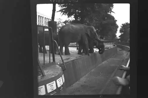 Vintage Negativ Foto 11x Zoo Tiere Elefanten Deutschland  '60s