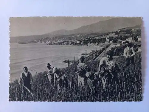 AK Postcard CPA San Remo Panorama e Coltivazione dei Fiori