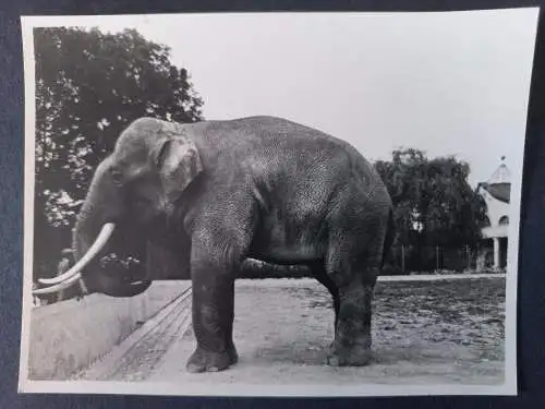 AK Postcard Foto - Tiere - Münchner Tiergarten 1930