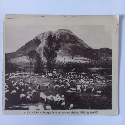 AK Postcard CPA France G.D'O. Pacage de Moutons au pied du Puy de DOME