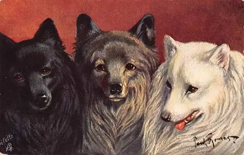 A096 Künstlerkarte 1909 verschiedene Farben Deutsche Spitzrasse Hunde signiert Postkarte