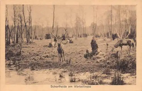 L052 Deutschland Schorfheide am Werbellinsee Hirschhörner Vintage Postkarte