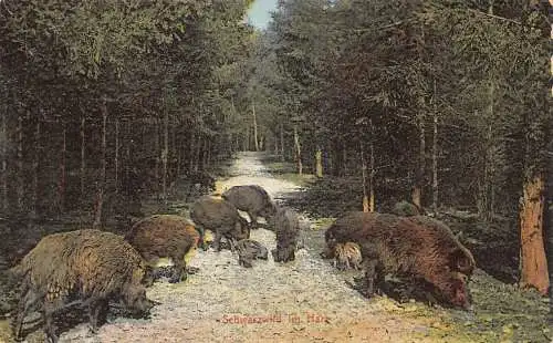 Deutschland Schwarzwald Im Harz Wildschweine Vintage Postkarte