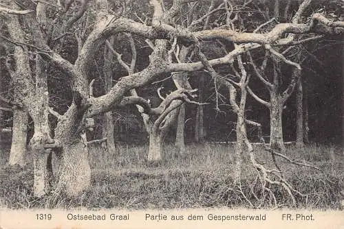 L185 Deutschland 1926 Ostseebad Gralansicht Gespensterwald Bäume Vintage Postkarte