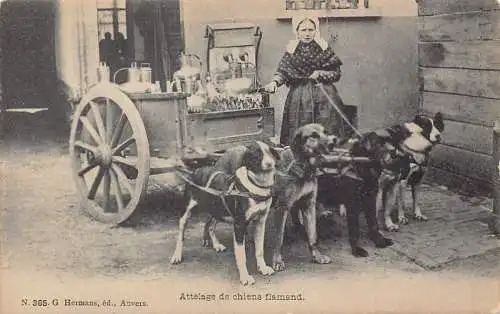 Flämisches Milchmädchen Attelage de Chiens Flamand Hunde gezogener Wagen Vintage Postkarte