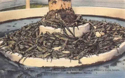 L465 US Florida St Augustine Alligators Vintage Postkarte