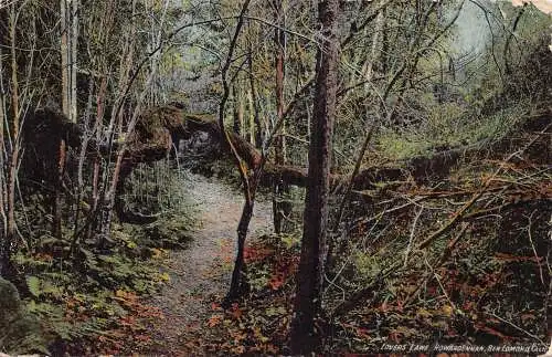A674 US Kalifornien Ben Lomono Rowardennan Lovers Lane Forest Vintage Postkarte