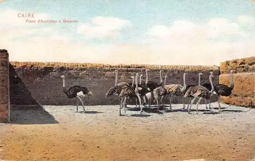 A622 Ägypten Kairo Place d'Autriches a Matarieh Vögel Strauße Vintage Postkarte
