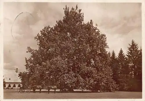 A642 Ungarn 1929 Mezohegyes Tall Platan Tree Carriage Vintage Postkarte
