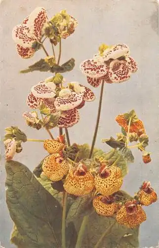 Postkarte A704 Blumen 1915 gelb und lila gepunktet Calceolaria hybrida
