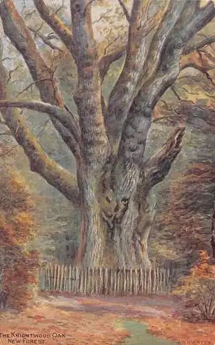 A705 England The Knightwood Oak New Forest Vintage Postkarte