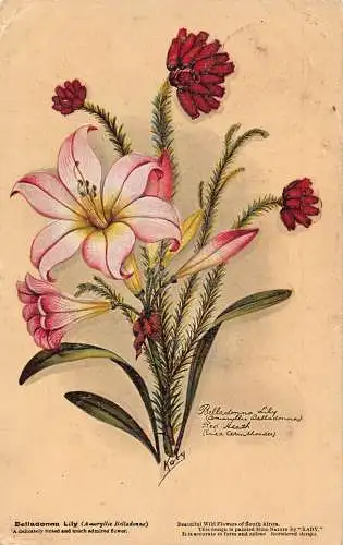A706 Schöne Wildblumen Südafrikas 1906 Balladonna Lilie Postkarte