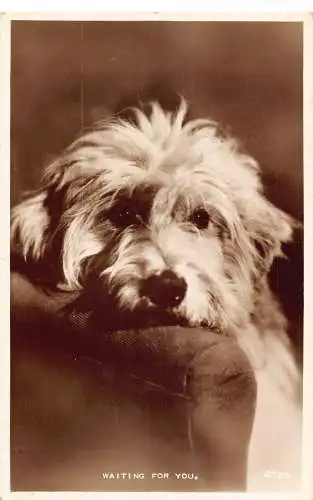 A707 Waiting for You 1956 Bichon Dog Innocent Look RPPC Vintage Postkarte