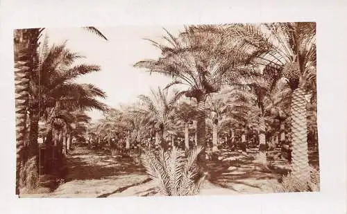 L476 Irak Bagdad Palmenhain Echtfoto Vintage Postkarte