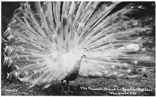 A723 Tiere Vogel Pfau zeigt schöne Federn Peitschennade Zoo RPPC Postkarte