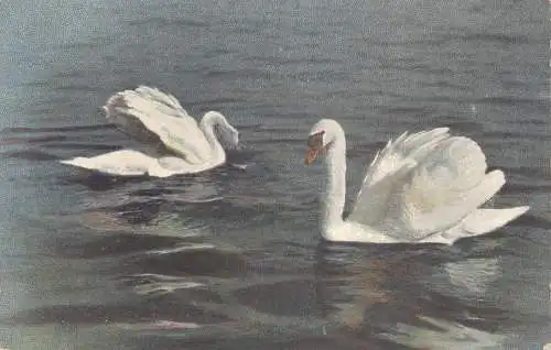 A723 National Serie Tiere Vögel Schwäne baden im Wasser Postkarte