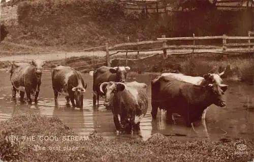 A723 Tiere 1911 Rinder Ochsen Cool Stream Best Place Vintage Postkarte