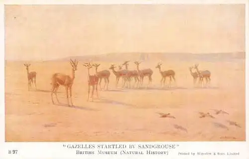 A723 British Museum Natural History Gazelles erschrocken von Sandgrouse Kunst Postkarte