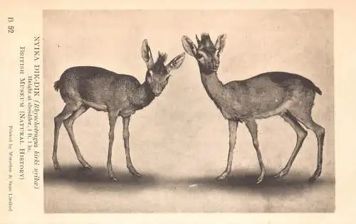 A723 British Museum Natural History Nyika Dik-Dik Tiere Postkarte