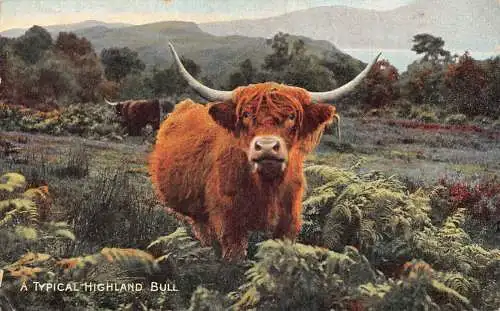 A723 British Wildlife 1913 Typical Highland Bull Animals Vintage Postcard