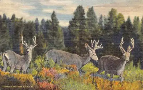 A723 America Wildlife Three Rocky Deer Forest Vintage Postkarte