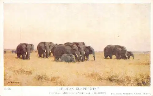 A723 British Museum Naturgeschichte Tiere Afrikanische Elefanten Kunst Postkarte