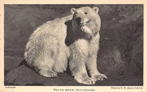 A729 Tiere Eisbär Peitschenschild Vintage Postkarte