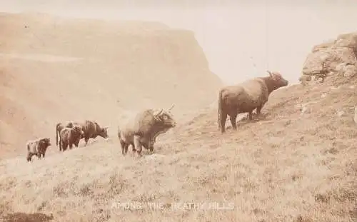 A729 Tiere Bisons unter den heiden Hügeln Vintage Postkarte